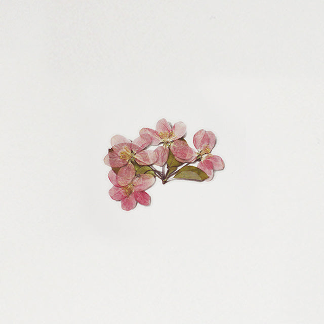 Pressed Flower Sticker Apple Blossom Cheonyu